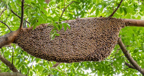 Ant Control