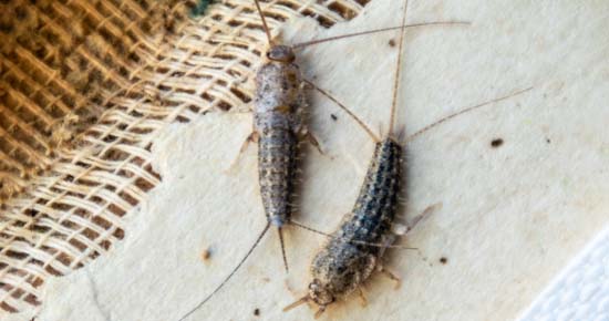 Ant Control